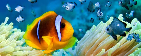 أسماك - سبوتنيك عربي