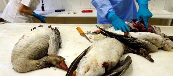 أنفلونزا الطيور - سبوتنيك عربي