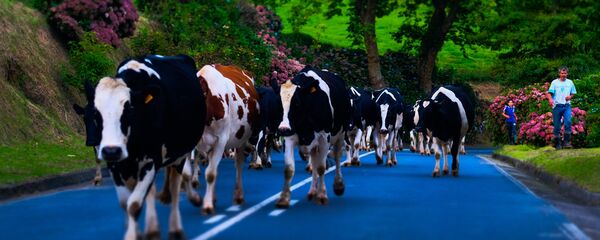 أبقار - سبوتنيك عربي