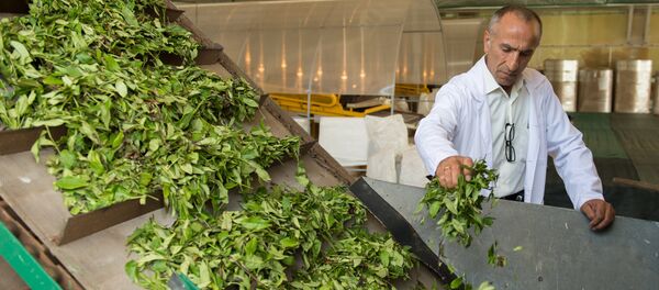 انتاج الشاي في سوجي - سبوتنيك عربي