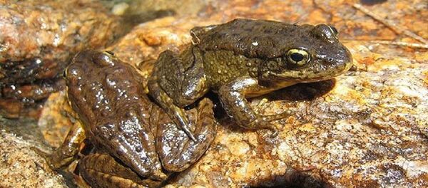 лягушки - سبوتنيك عربي