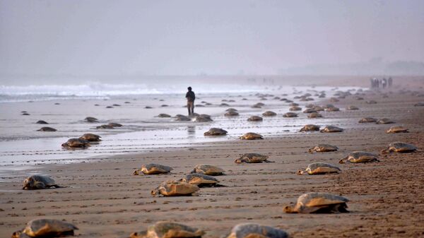 Olive Ridley Turtles (Lepidochelys olivacea) return to the sea after laying their eggs in the sand at Rushikulya Beach, some 140 kilometres (88 miles) south-west of Bhubaneswar, early February 16, 2017. - سبوتنيك عربي