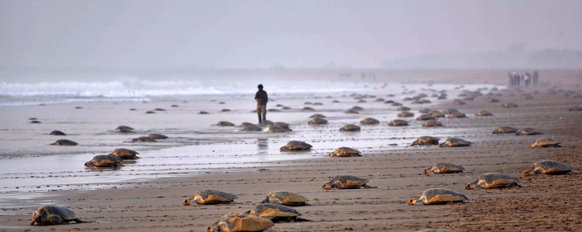 Olive Ridley Turtles (Lepidochelys olivacea) return to the sea after laying their eggs in the sand at Rushikulya Beach, some 140 kilometres (88 miles) south-west of Bhubaneswar, early February 16, 2017. - سبوتنيك عربي, 1920, 27.02.2017