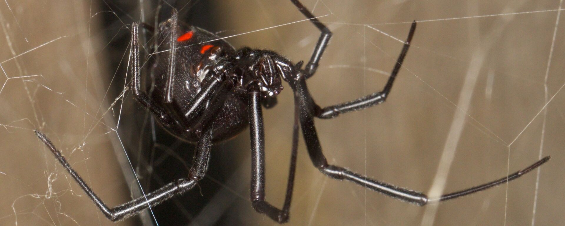 عنكبوت - سبوتنيك عربي, 1920, 27.09.2024