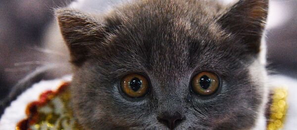 قطة - سبوتنيك عربي