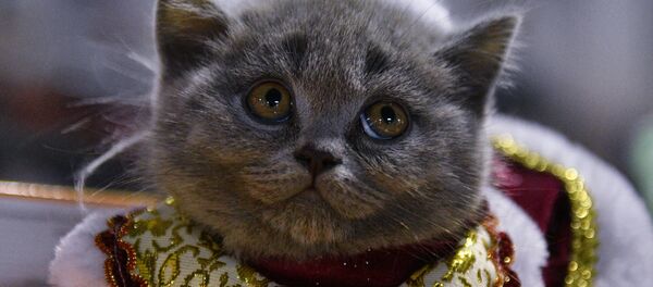 قطة - سبوتنيك عربي