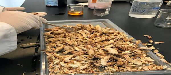 الجمبري - سبوتنيك عربي