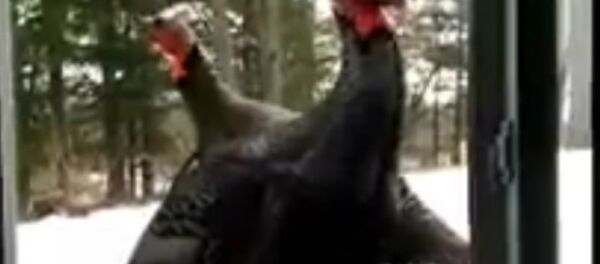 Wild Turkeys Knock on the Window - سبوتنيك عربي