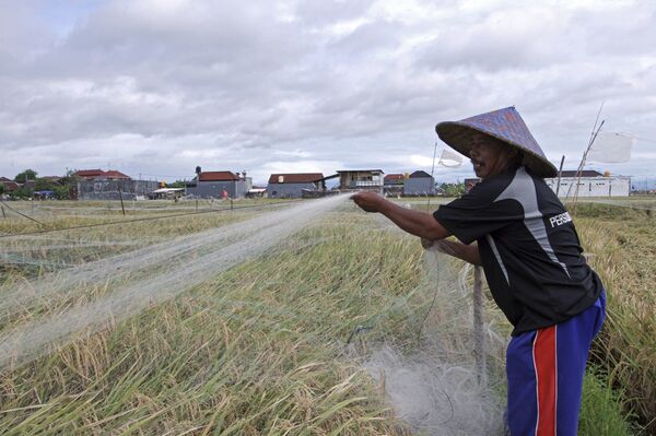 الزراعة في جزيرة بالي  - سبوتنيك عربي