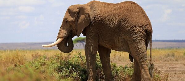 الفيل البري - سبوتنيك عربي