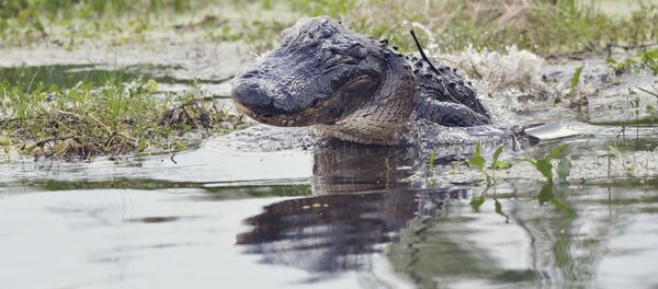 تمساح أمريكي - سبوتنيك عربي