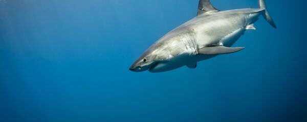 سمكة قرش - سبوتنيك عربي