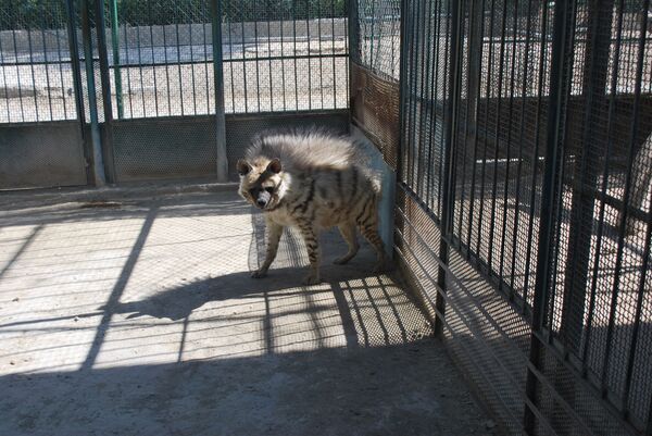 الحيوانات في سوريا - سبوتنيك عربي