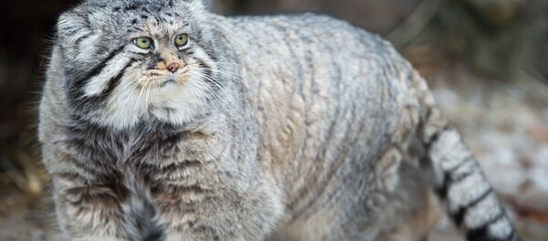 قط بالاس في حديقة موسكو للحيوانات، حيث كان الاحتفال باليوم العالمي للقطط - سبوتنيك عربي