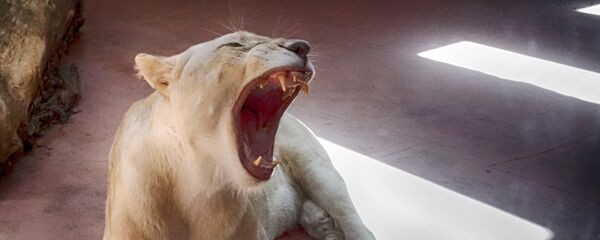 أسد - سبوتنيك عربي