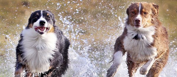 كلاب أسترالية من فصيلة شيفارد، فرانز (يسار الصورة) وليزي (يمين الصو كلاب أسترالية من فصيلة شيفارد، فرانز (يسار الصورة) وليزي (يمين الصو - سبوتنيك عربي