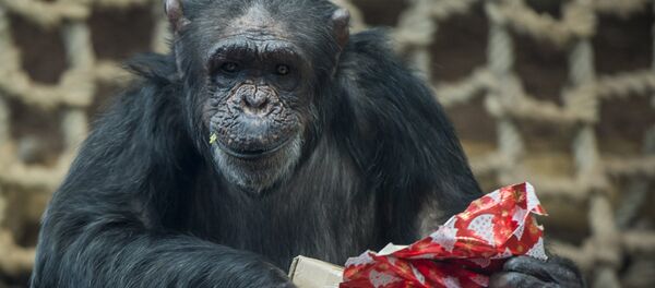 شيمبانزي - سبوتنيك عربي