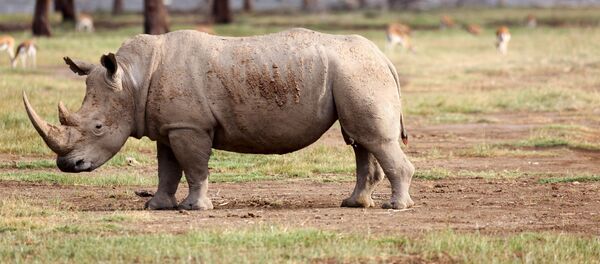 وحيد القرن - سبوتنيك عربي