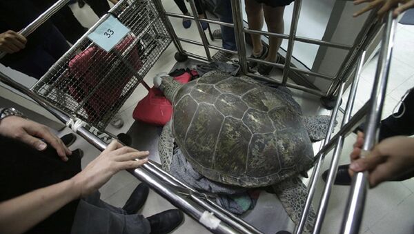 السلحفاة الخضراء السلحفاة الخضراء - سبوتنيك عربي