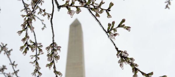 الربيع في واشنطن،  الولايات المتحدة 18 مارس/ آذار 2017 - سبوتنيك عربي