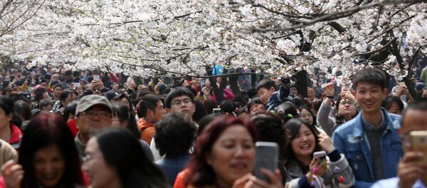 السياح يلتقطون صور على خلفية أزهار الكرز المتفتحة في حديقة في نانجينغ، الصين 21 مارس/ آذار 2017 - سبوتنيك عربي