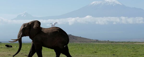 فيل يسير في حديقة أمبوسيلي ناشونال بارك على خلفية جبل كليمنجارو، كينيا 19 مارس/ آذار 2017 فيل يسير في حديقة أمبوسيلي ناشونال بارك على خلفية جبل كليمنجارو، كينيا 19 مارس/ آذار 2017 - سبوتنيك عربي