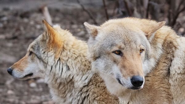 ذئب رمادي في حديقة موسكو للحيوانات - سبوتنيك عربي