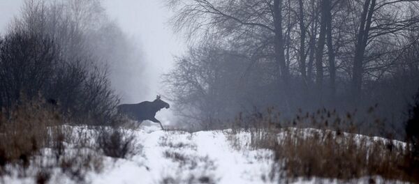 حيوانات في تشرنوبل - سبوتنيك عربي