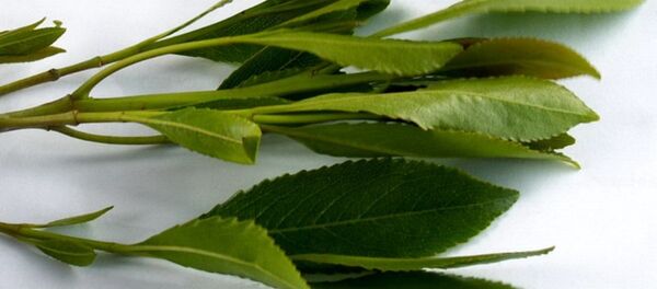 القات - سبوتنيك عربي