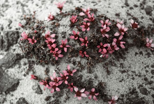 أرخبيل فرنسوا جوزيف في أقصى شمال روسيا - سبوتنيك عربي