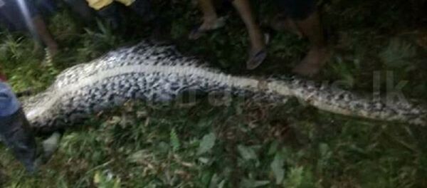 ثعبان ابتلع رجلا - سبوتنيك عربي