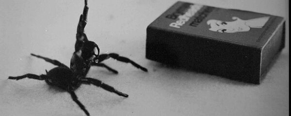 عنكبوت - سبوتنيك عربي