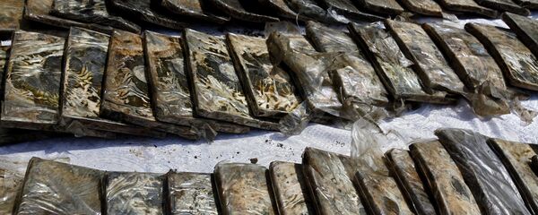 حشيش - سبوتنيك عربي