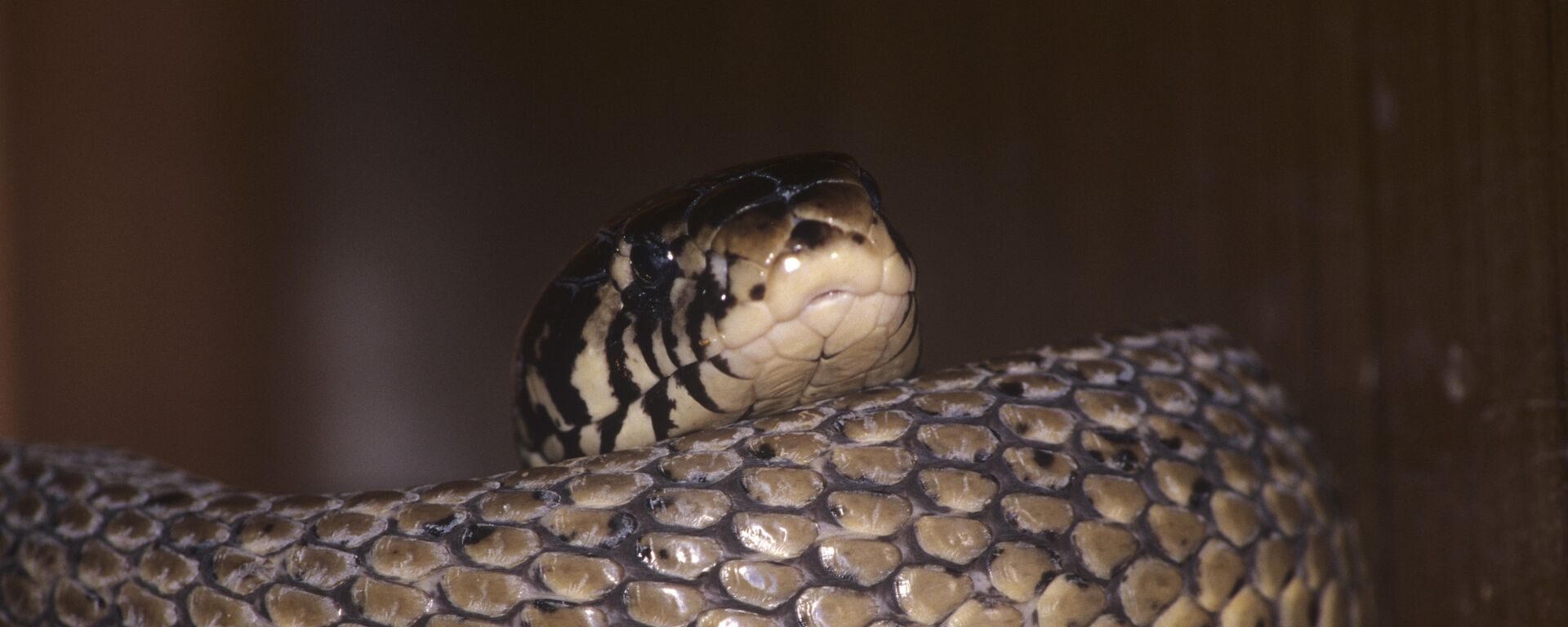 ثعبان - سبوتنيك عربي, 1920, 17.01.2024