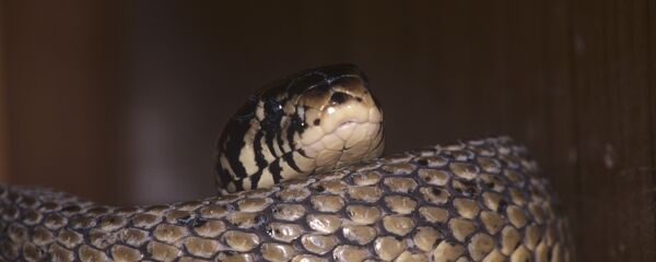 ثعبان - سبوتنيك عربي