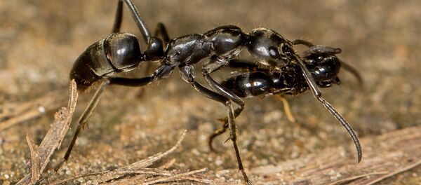 نمل - سبوتنيك عربي