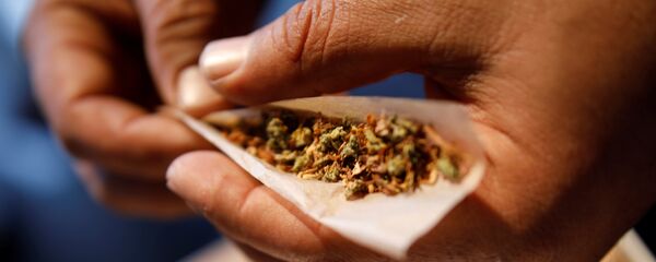 حشيش - سبوتنيك عربي