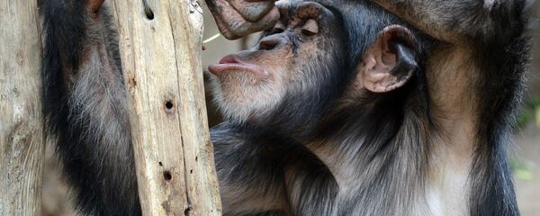 شمبانزي - سبوتنيك عربي