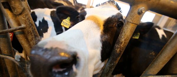 بقرة - سبوتنيك عربي