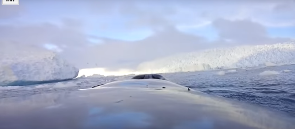 دراسة عن الحيتان في القطب الجنوبي - سبوتنيك عربي