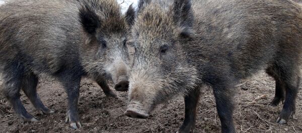 خنازير برية - سبوتنيك عربي
