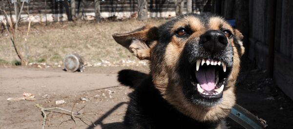 كارثة تشيرنوبيل - كلب بجوار منزل هجره أصحابه في قرية تولغوفيتشي بعد الكارثة - سبوتنيك عربي