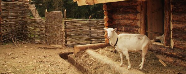 ماعز - سبوتنيك عربي