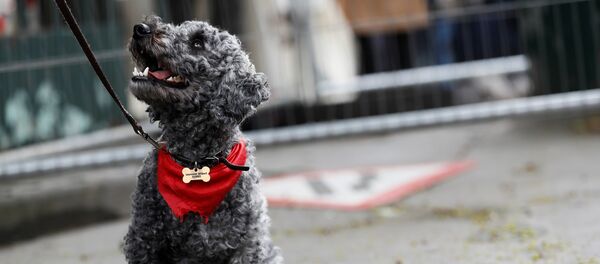 كلب - سبوتنيك عربي