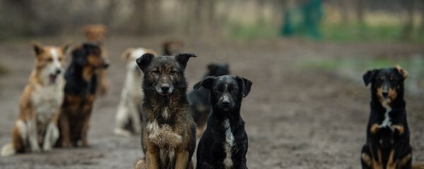 كلاب - سبوتنيك عربي