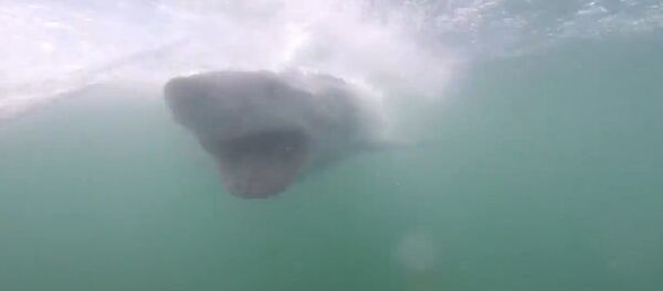 سمكة قرش سمكة قرش - سبوتنيك عربي