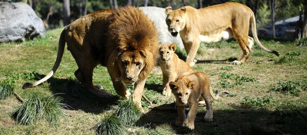 أسود أسود - سبوتنيك عربي