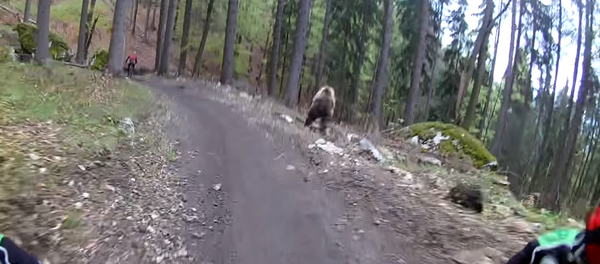 هجوم الدب - سبوتنيك عربي