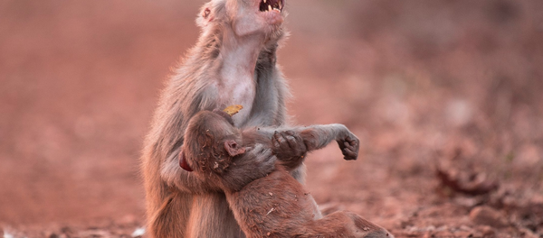 بكاء قردة - سبوتنيك عربي