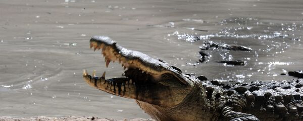 تمساح - سبوتنيك عربي